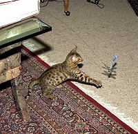 Lance plays by himself with the new dragonfly toy.  <br>